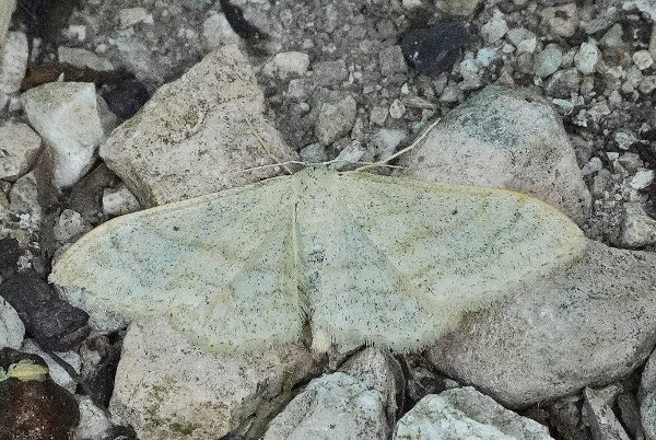 Idaea straminata ?